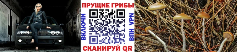 Галлюциногенные грибы Psilocybine cubensis Купить Дегтярск
